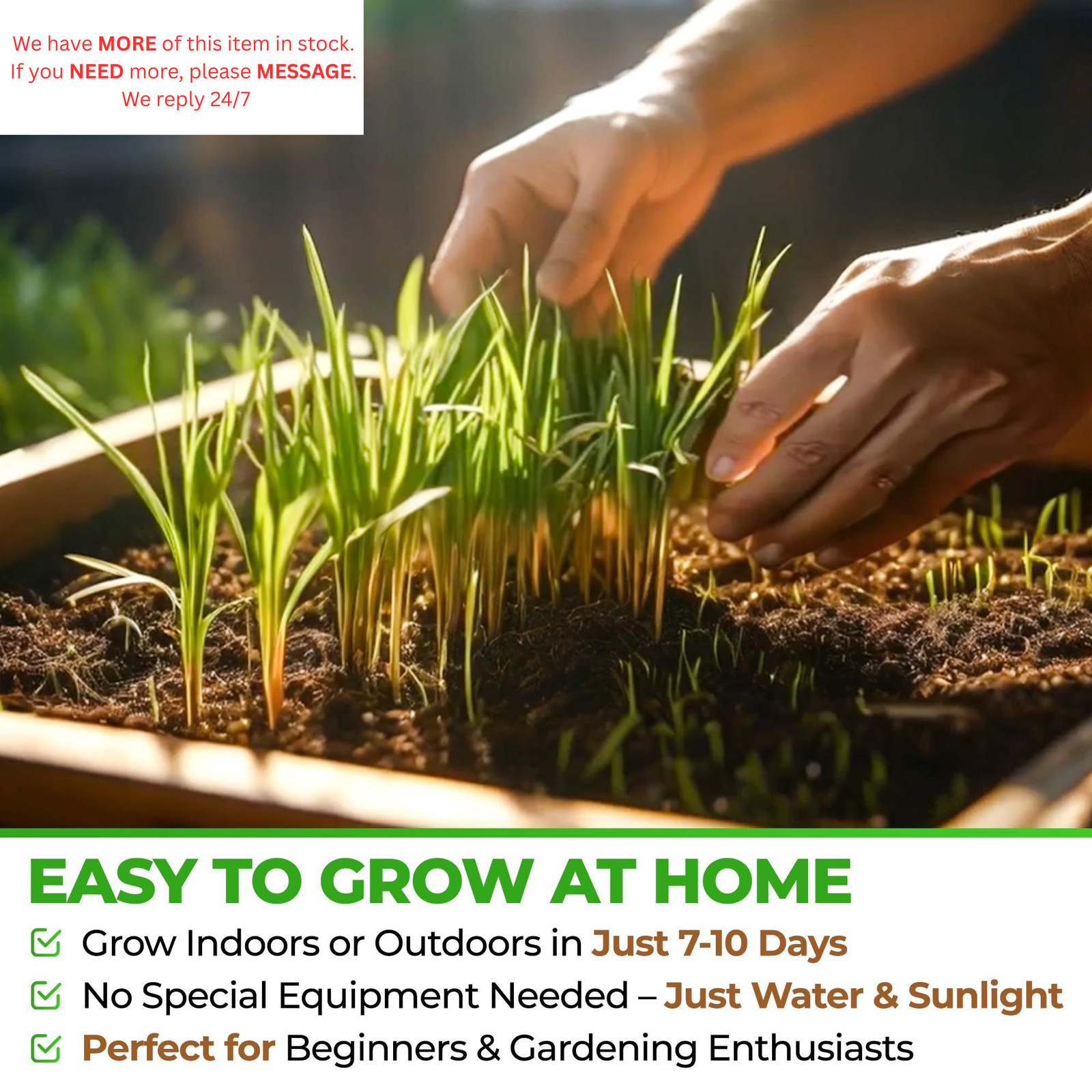 Todd’s Seeds Wheatgrass Seeds; Hard Red Winter Wheat, Non-GMO, 1/4 Pound,