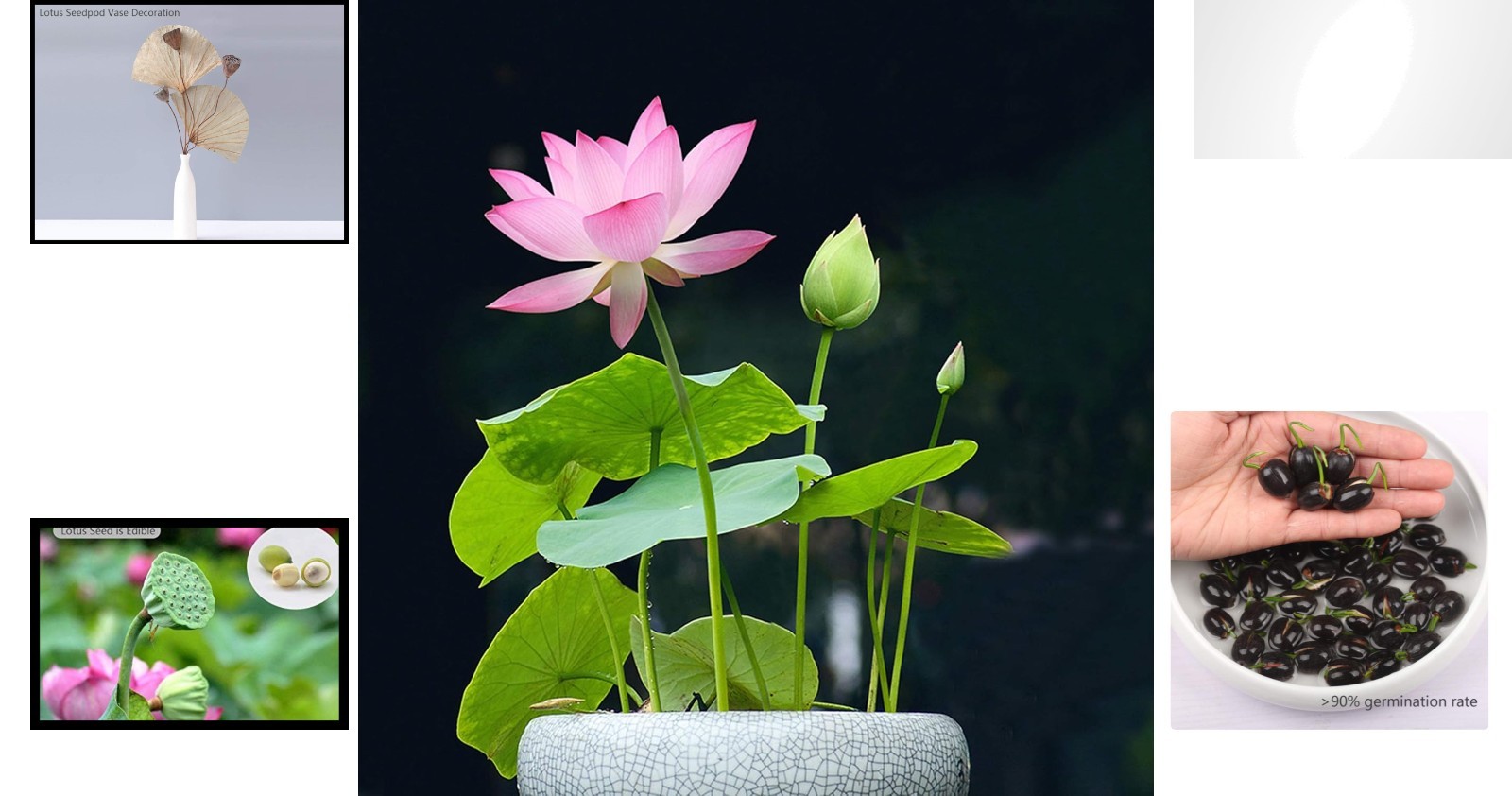 Unique Gift of Lotus Flower Seeds – 12 Count, Purifies Air & Water, Mixed Colors