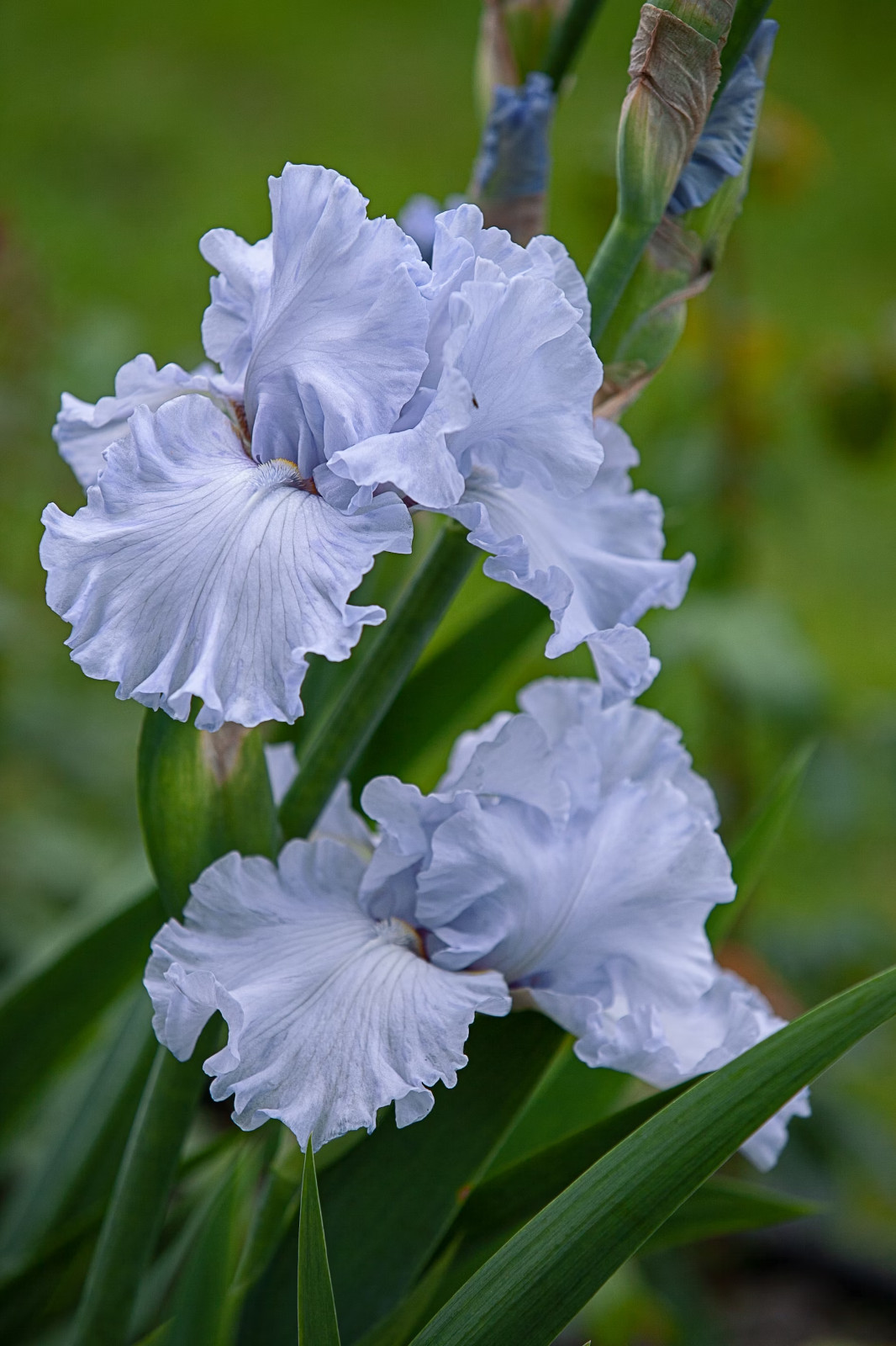 6x MIXED VARIETIES/COLORS BEARDED IRIS Bulbs/Rhizomes FRESH