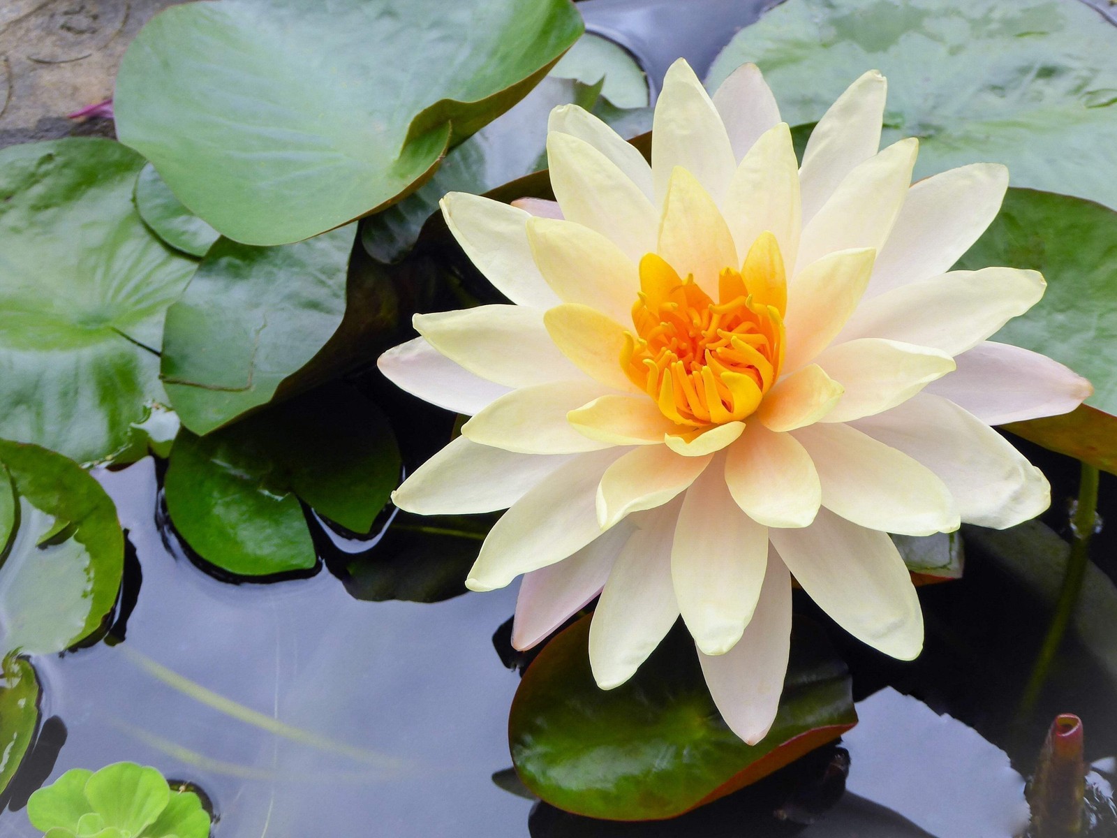 3 Organic Mixed Colors LOTUS Nelumbo Pond Water Lily Lilypad Blue Flower Seeds