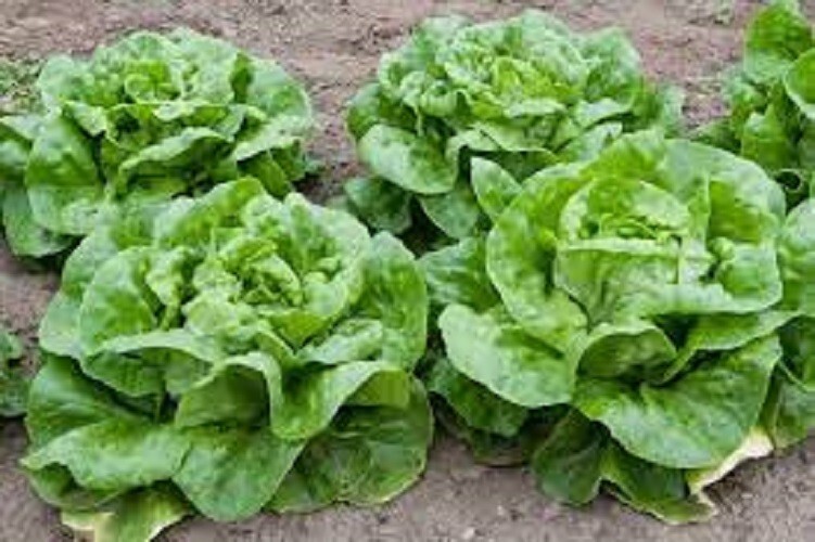 Premium Buttercrunch Leaf Lettuce – Fresh Organic Heirloom Seeds –