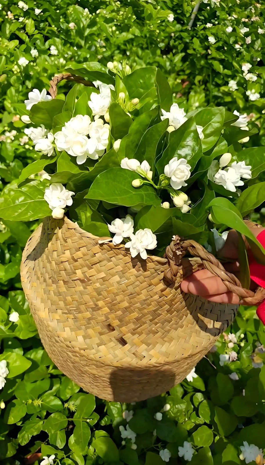 50 Pcs Jasmin Seeds for Planting Fragrant Flower Home Jasmin1