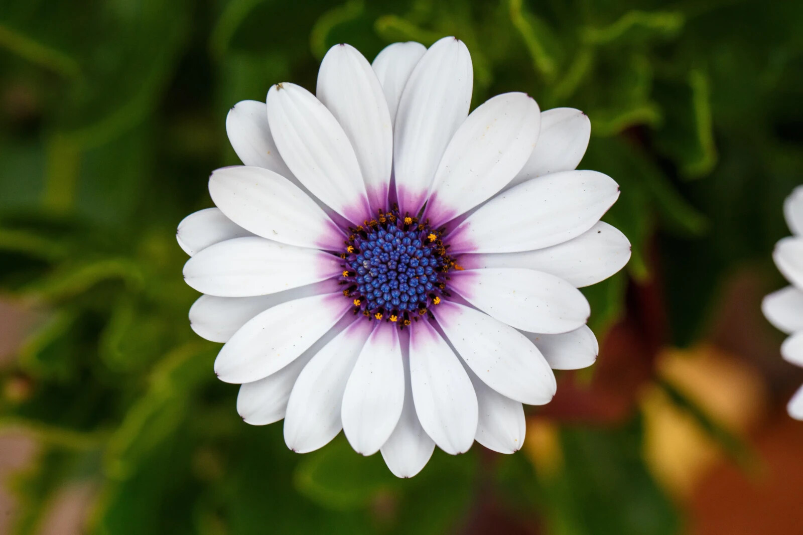 White Cape Daisy Seeds, Trailing African Daisy, Blue-Eyed Daisy, FREE SHIPPING