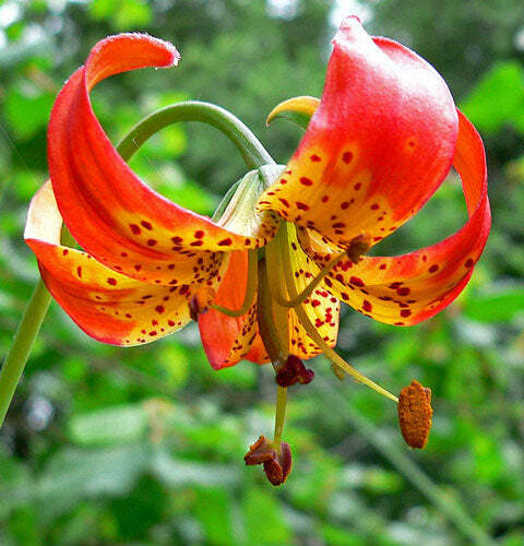 Lilium pardalinum | Leopard Lily | Panther Lily | 10 Seeds