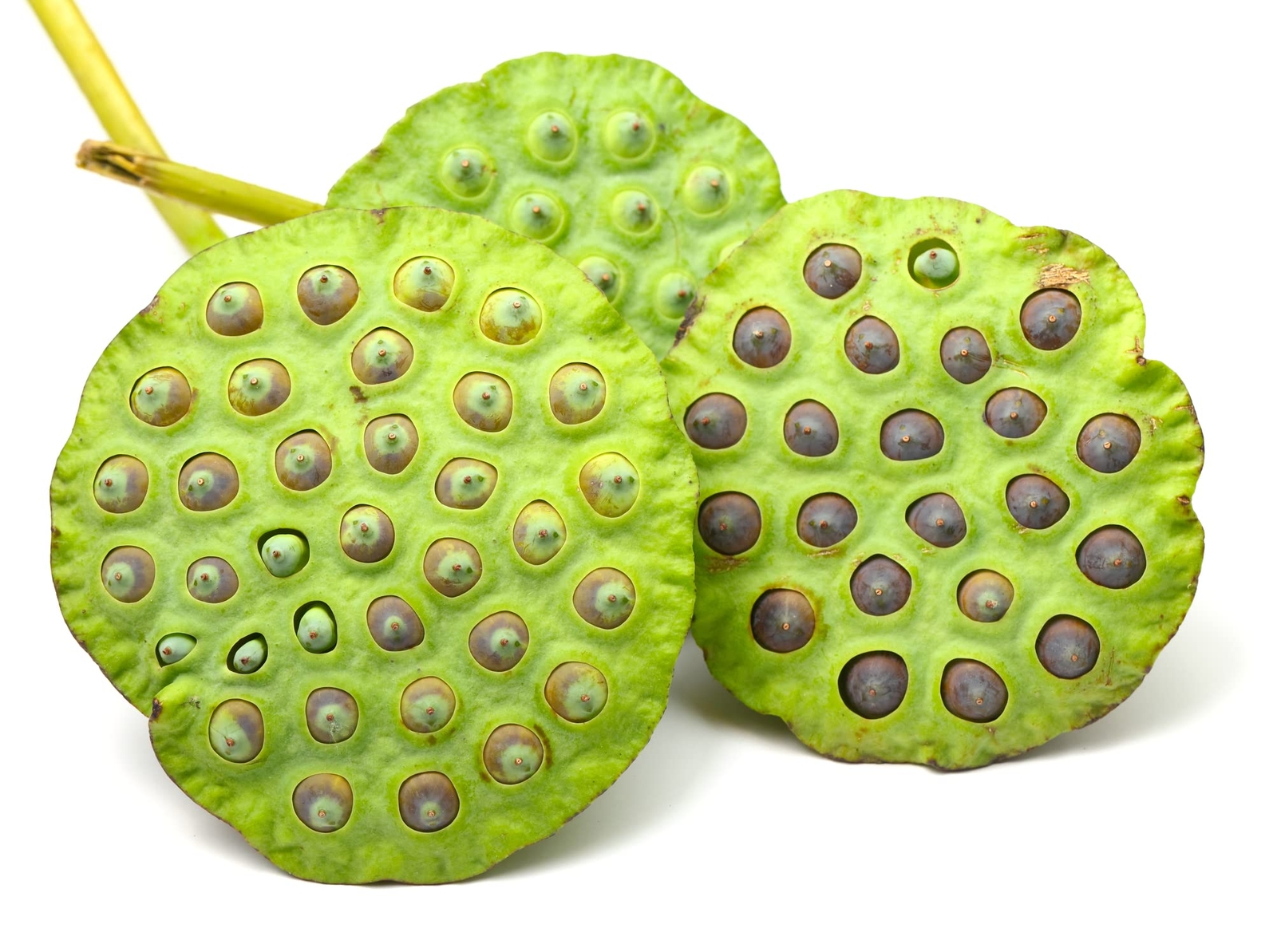 Sacred Lotus Flower Seeds for Planting (15 Seeds) – Popular Aquatic Plant