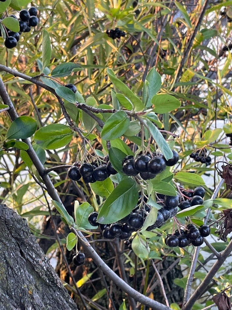 Black Chokeberry (Aronia melanocarpa), Choose how many seeds!