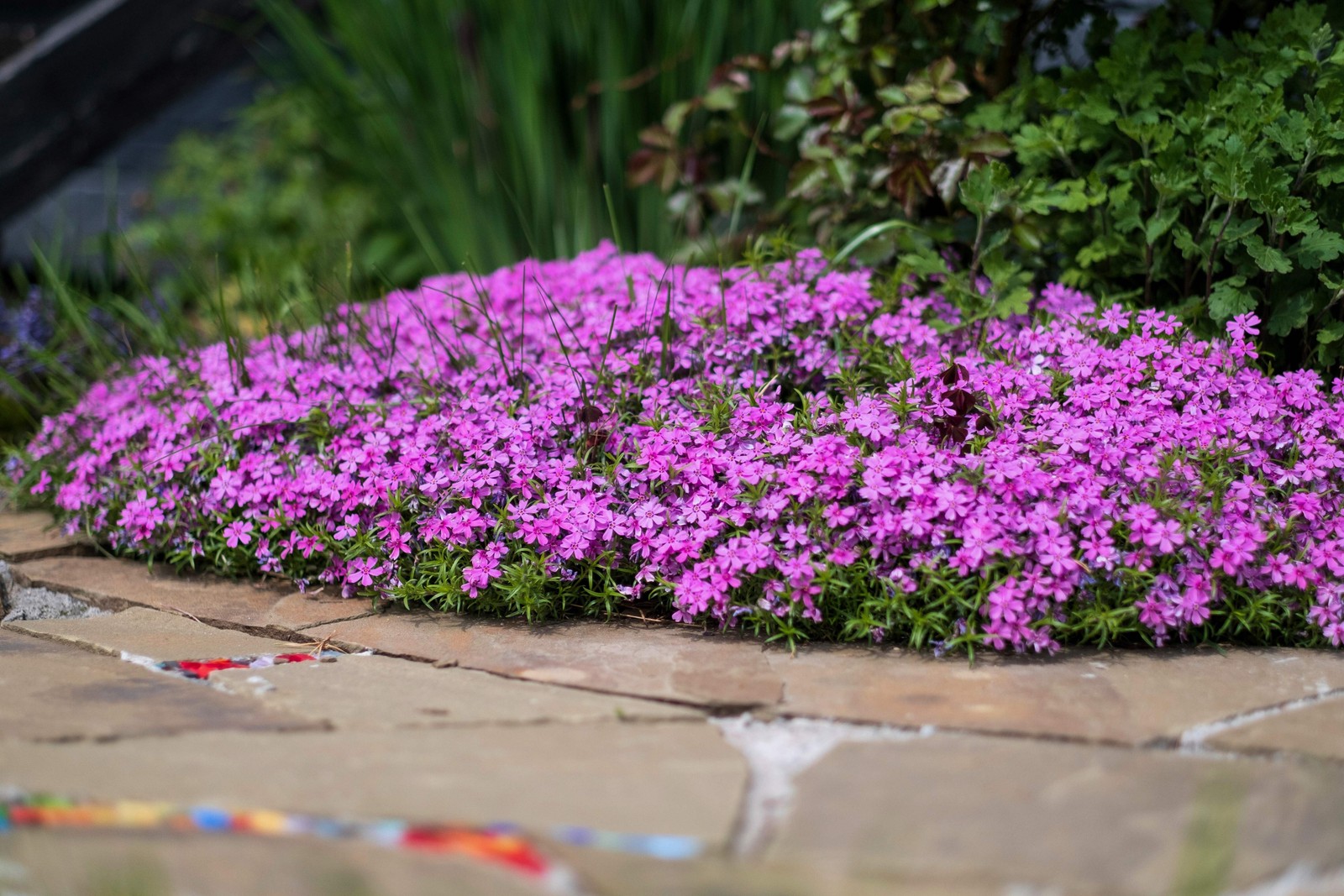 550 MAIDEN PINKS Dianthus Deltoides Flower Seeds