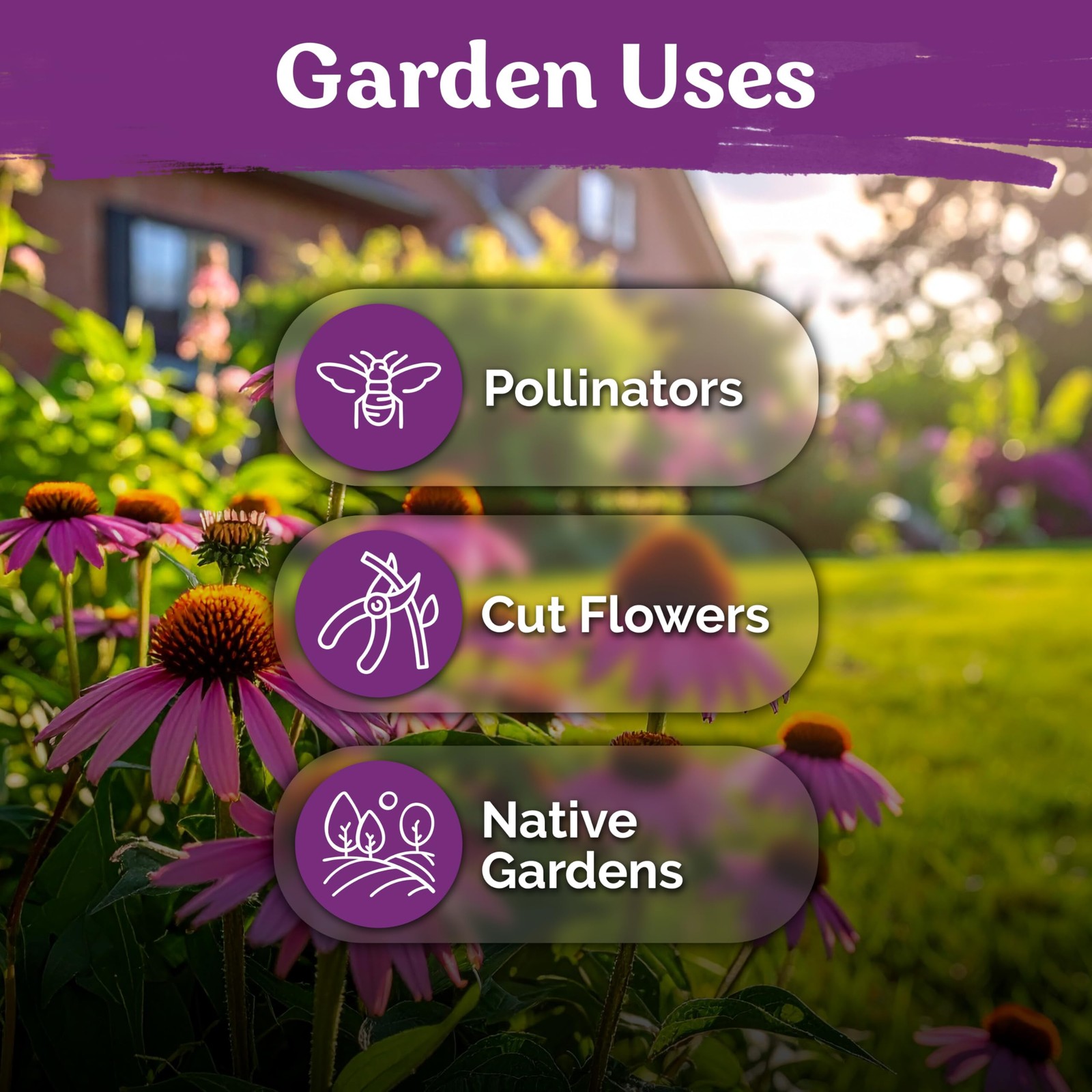 KVITER 550 Purple Coneflower Seeds (Echinacea Purpurea)