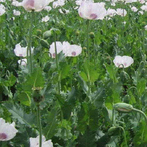 20,000 Fresh Organic Czech Republic Papavear Somniferum Poppy Seeds for Planting