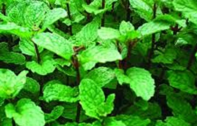 Mint seeds 75 each black mint ,peppermint,mojito,spearmint Korean lemon