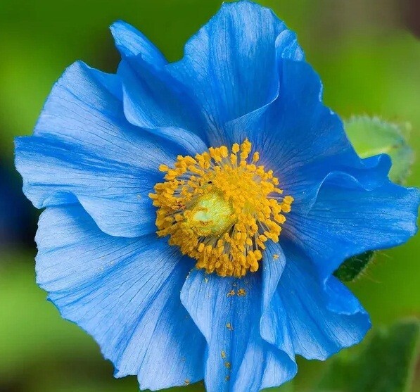 10,000 Heirloom Imported Himalayan Tibetan Blue Poppy Seeds For Planting Non-GMO