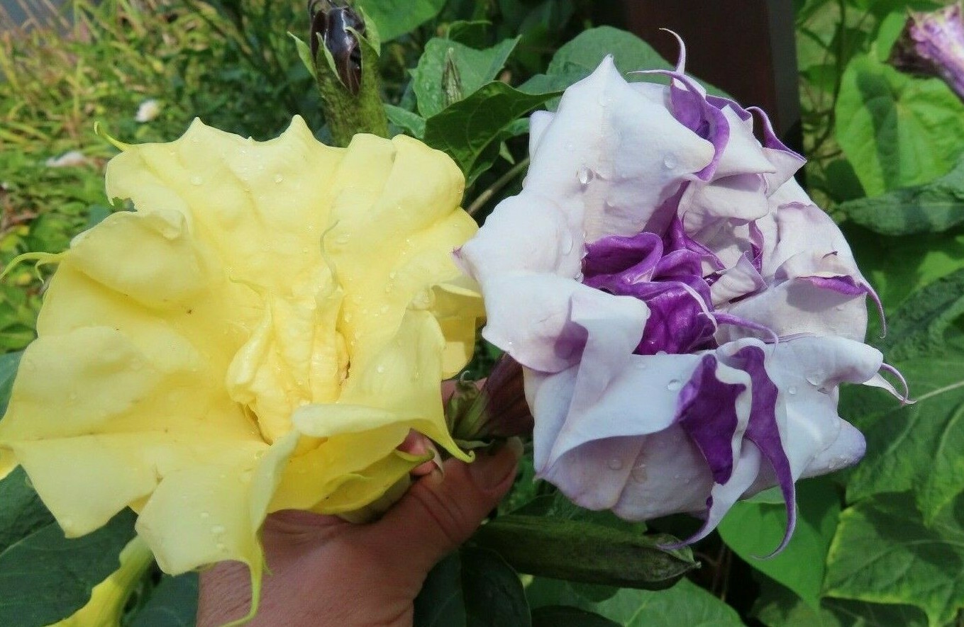 Double Purple & Yellow Angel Trumpet Mix Datura/ Brugmansia Fragrant – seeds 15