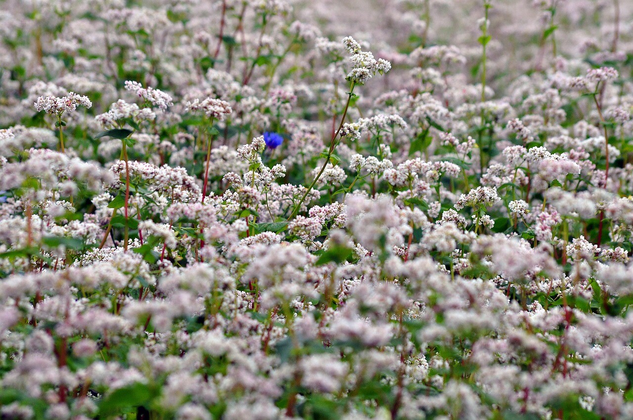 Buckwheat Seeds – Nutrient-Dense, Fast-Growing Green Manure & Cover Crop