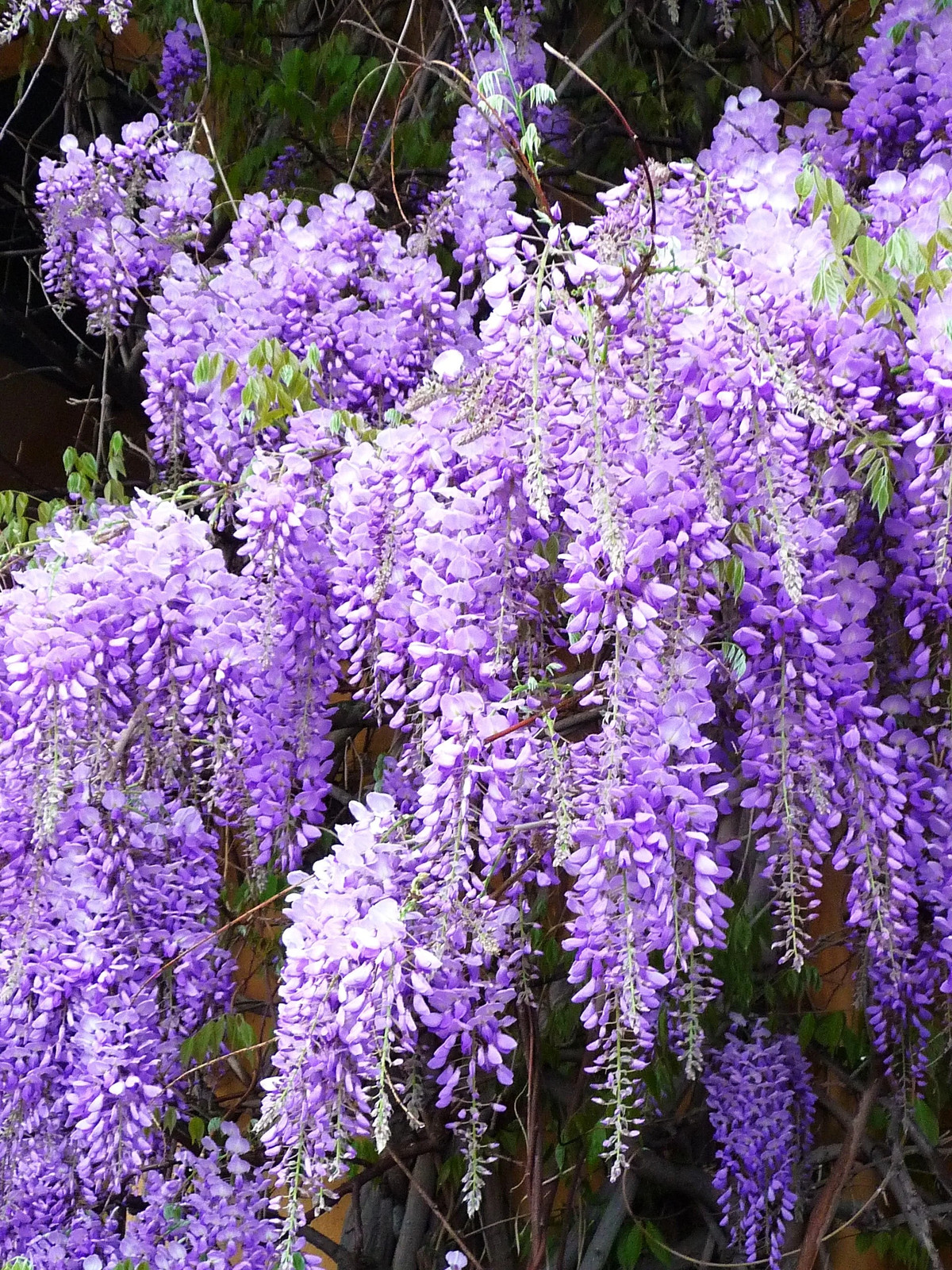 Blue Chinese Wisteria Seeds – For 2025 Planting Wisteria Sinensis Climber