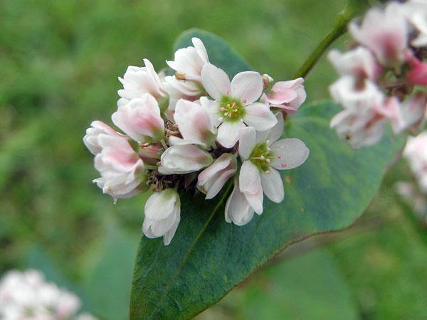 Fagopyrum esculentum | Japanese or Silverhull Buckwheat | 250 Seeds