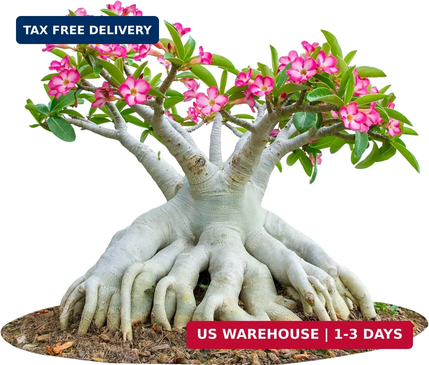 20 Desert Rose Seeds for Planting Mixed Color Ready to Grow Adenium Obesum Seeds