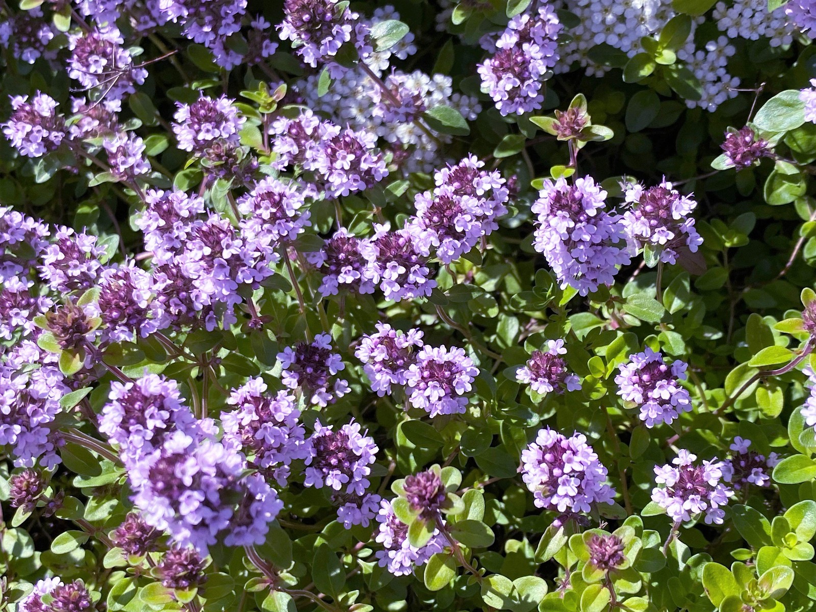 10,000 BULK LEMON THYME Thymus Pulegioides Herb Purple Flower Fragrant Evergreen