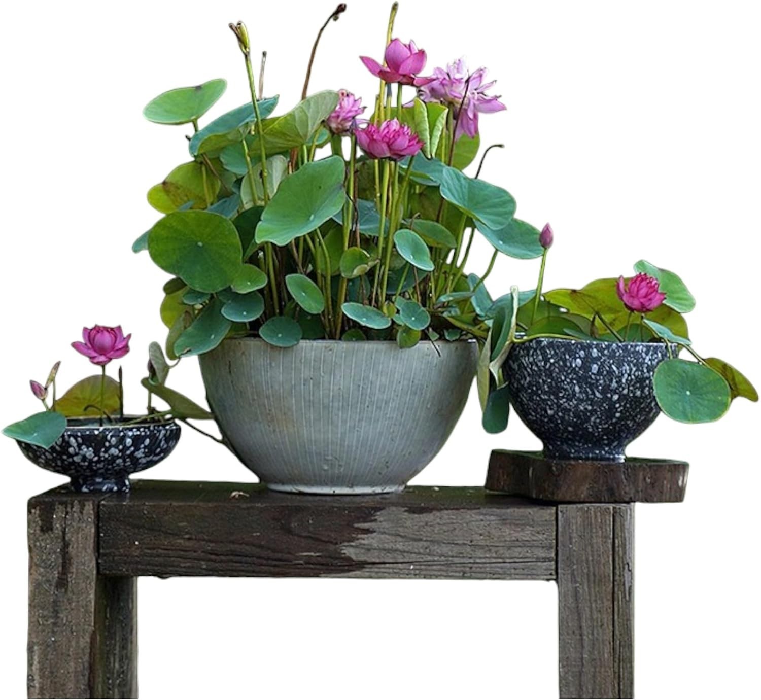 High Germination 12pcs Mixed Lotus Seeds – Cultivate Beauty Indoors & Outdoors