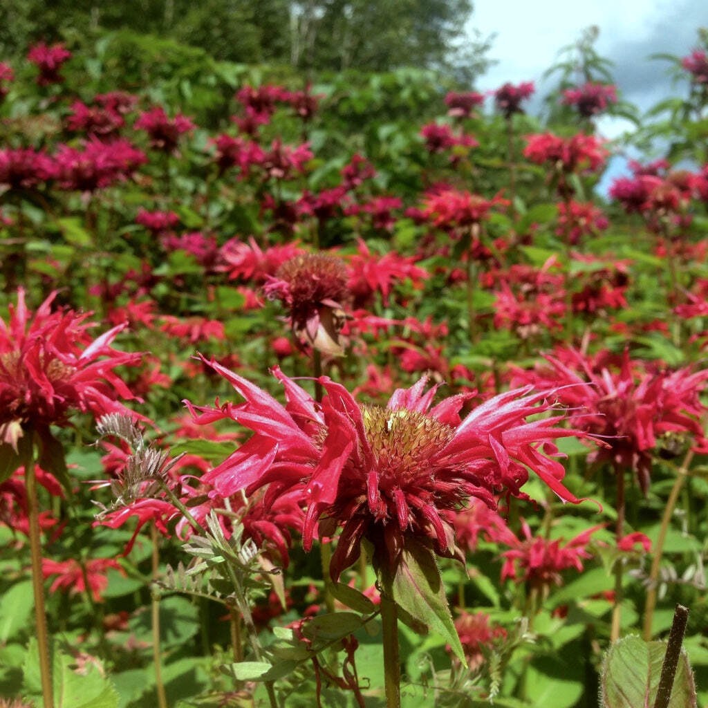 Scarlet Bee Balm Seeds (Monarda didyma) ~Native Wildflower Pollinator Garden