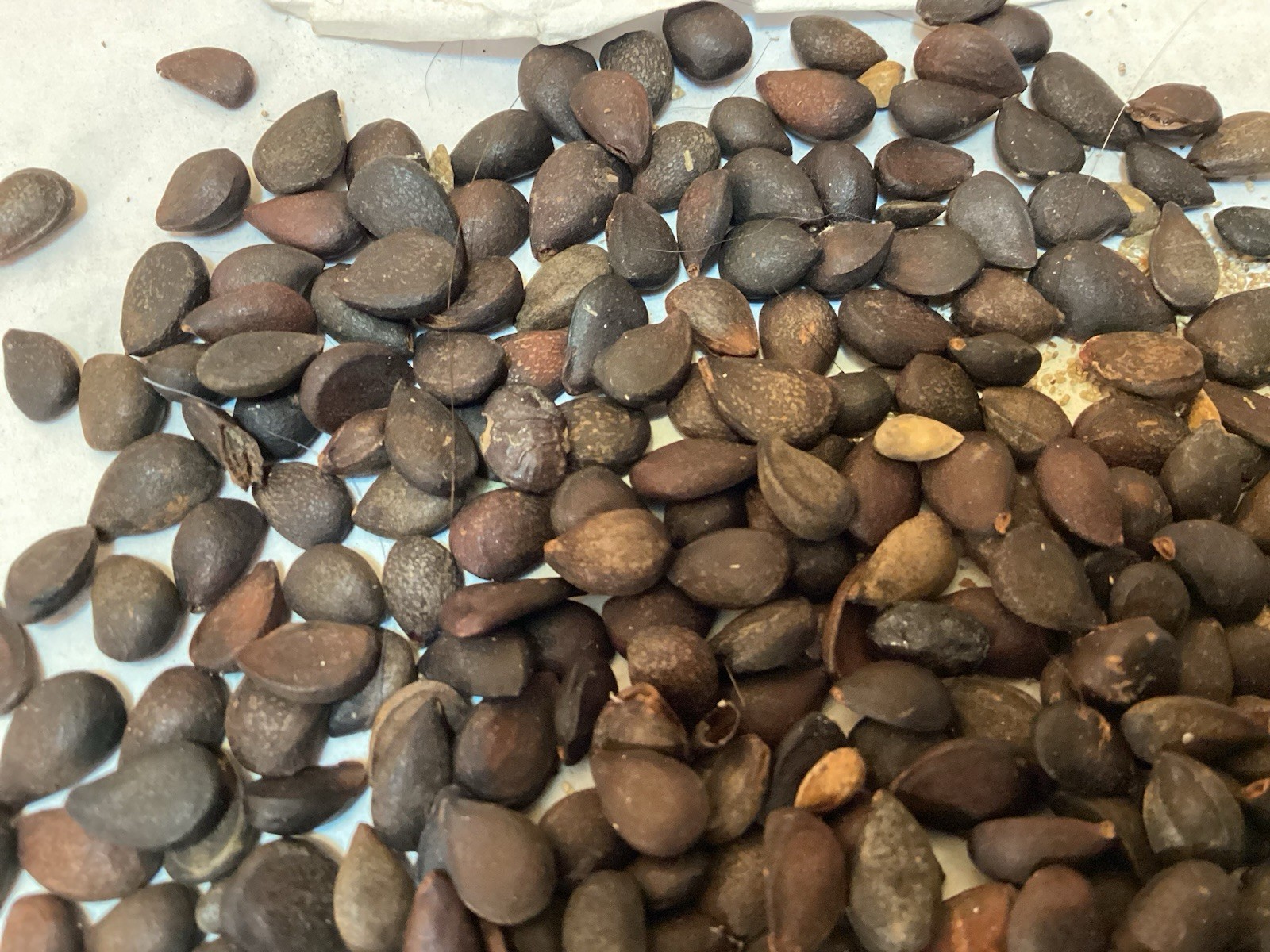 Dusky Pear Tree Seeds (PYRUS PHAEOCARPA) (Orange Pear)