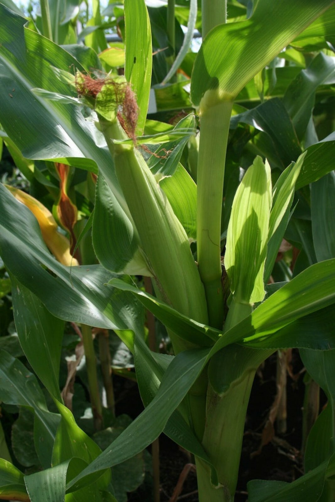 Sweet Corn Seeds Golden Bantam 100 Organic Yellow Seed Heirloom Garden NON-GMO