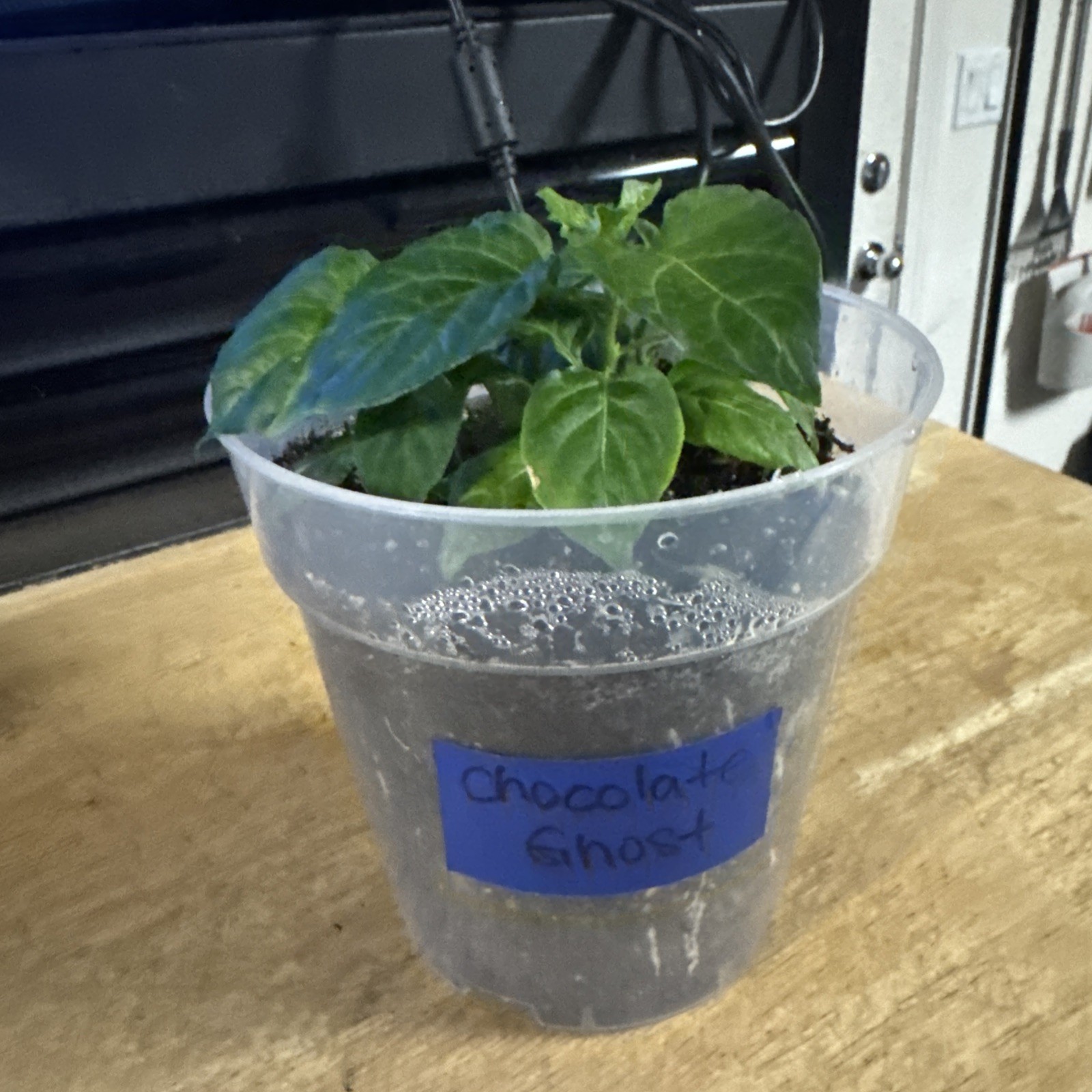 Rare!! 5 Chocolate Ghost Pepper Plants!! Rooted and Healthy!! Ready To Ship!!