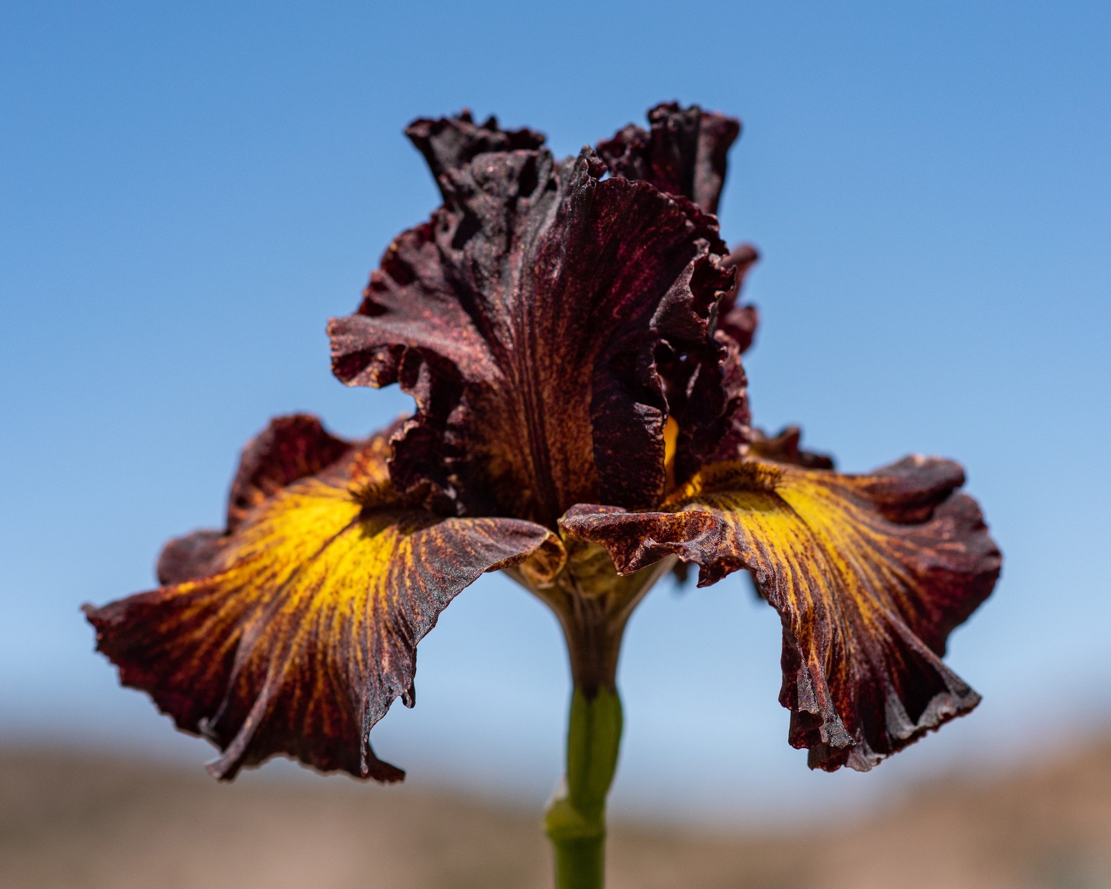 **SORBONNE** Tall Bearded Iris. Pre-Order, Combined Shipping: Jul – Sep