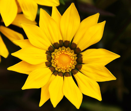 GAZANIA GARDEN LEADER YELLOW Gazania Rigens – 100 Bulk Seeds