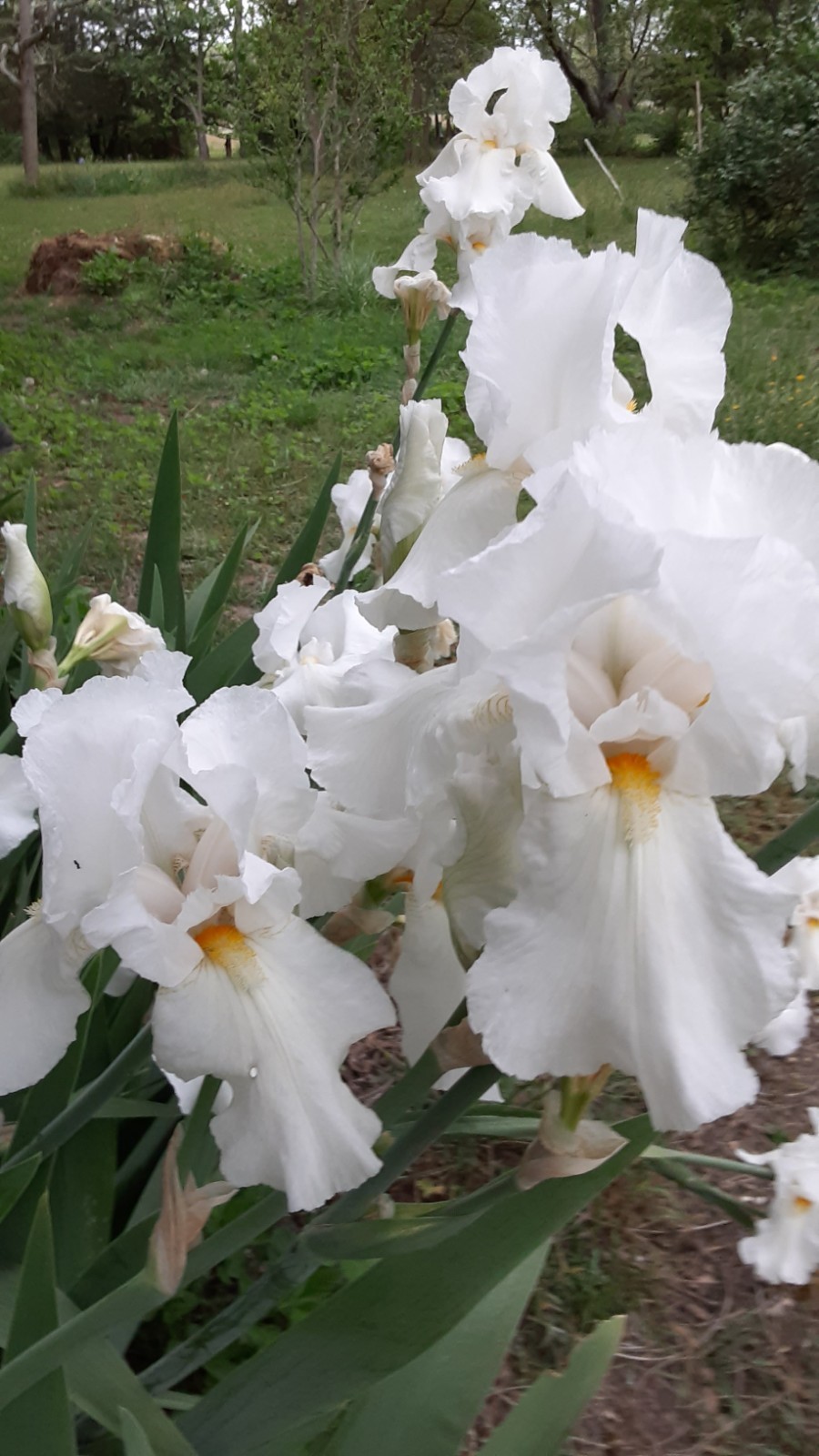 3 Tall Bearded Iris, White with Yellow Beards, Large Flowers, Fragrant