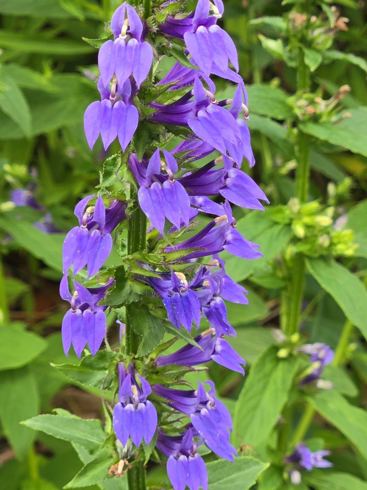 1 GRAM + Great Blue Lobelia/Lobelia siphilitica/ORGANIC/10000 + seeds/Native US/