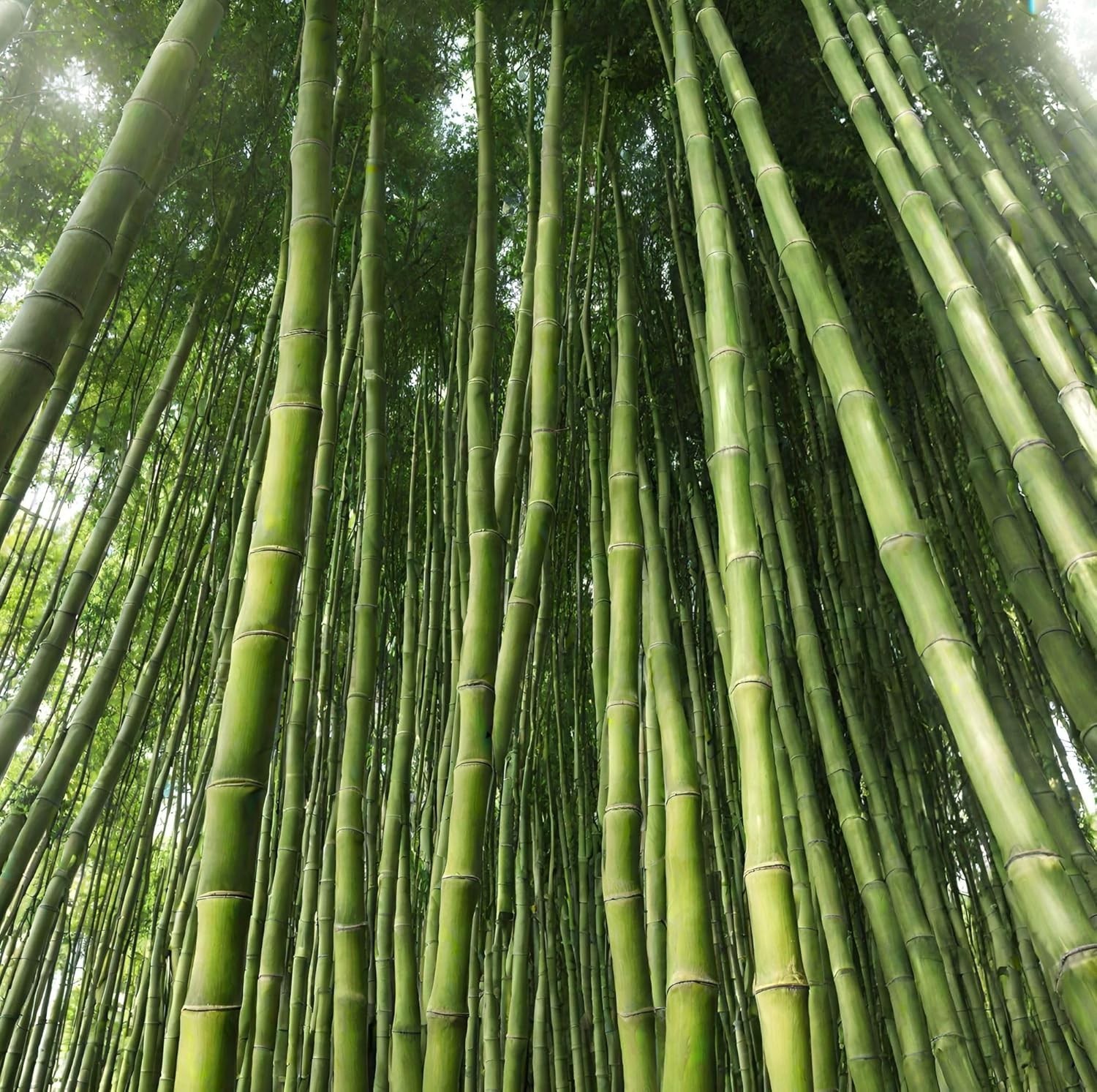 100+ Giant Green Bamboo Seeds – Fast Growing Bamboo for Planting