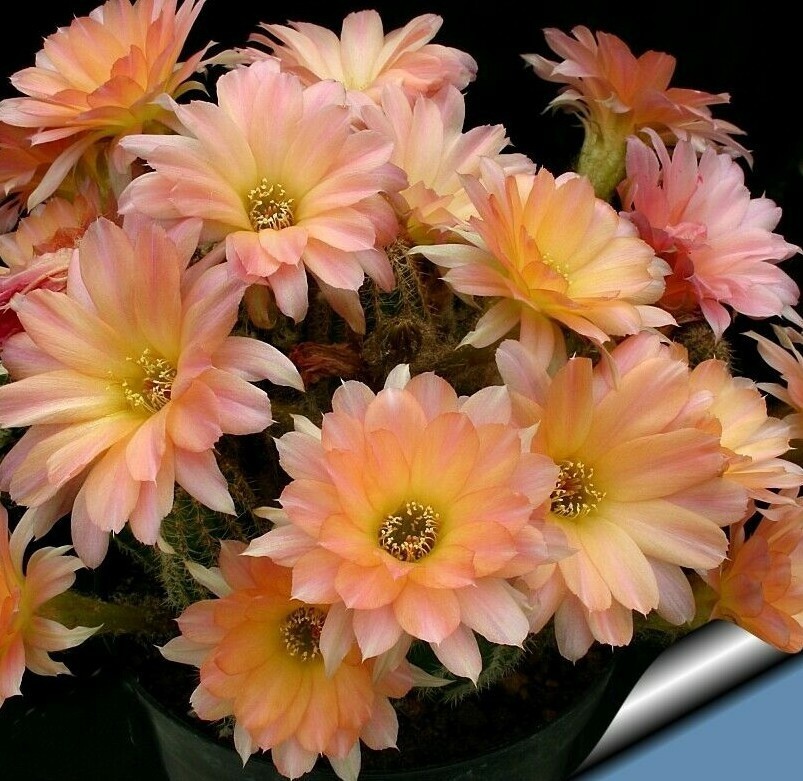 Chamaelobivia (Peanut Cactus) “Perla Di Verona” Cactus Seeds (100 Seeds)
