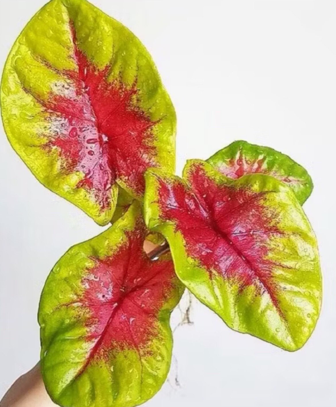 AUTHENTIC Caladium Lemon Blush 1 bulbs