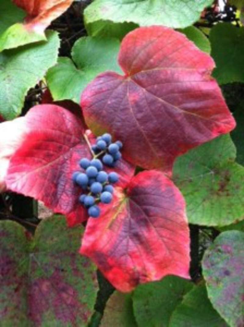 Vine Seeds for Planting – Grow Amazing Vines for Landscaping, Wall or Fence Vine