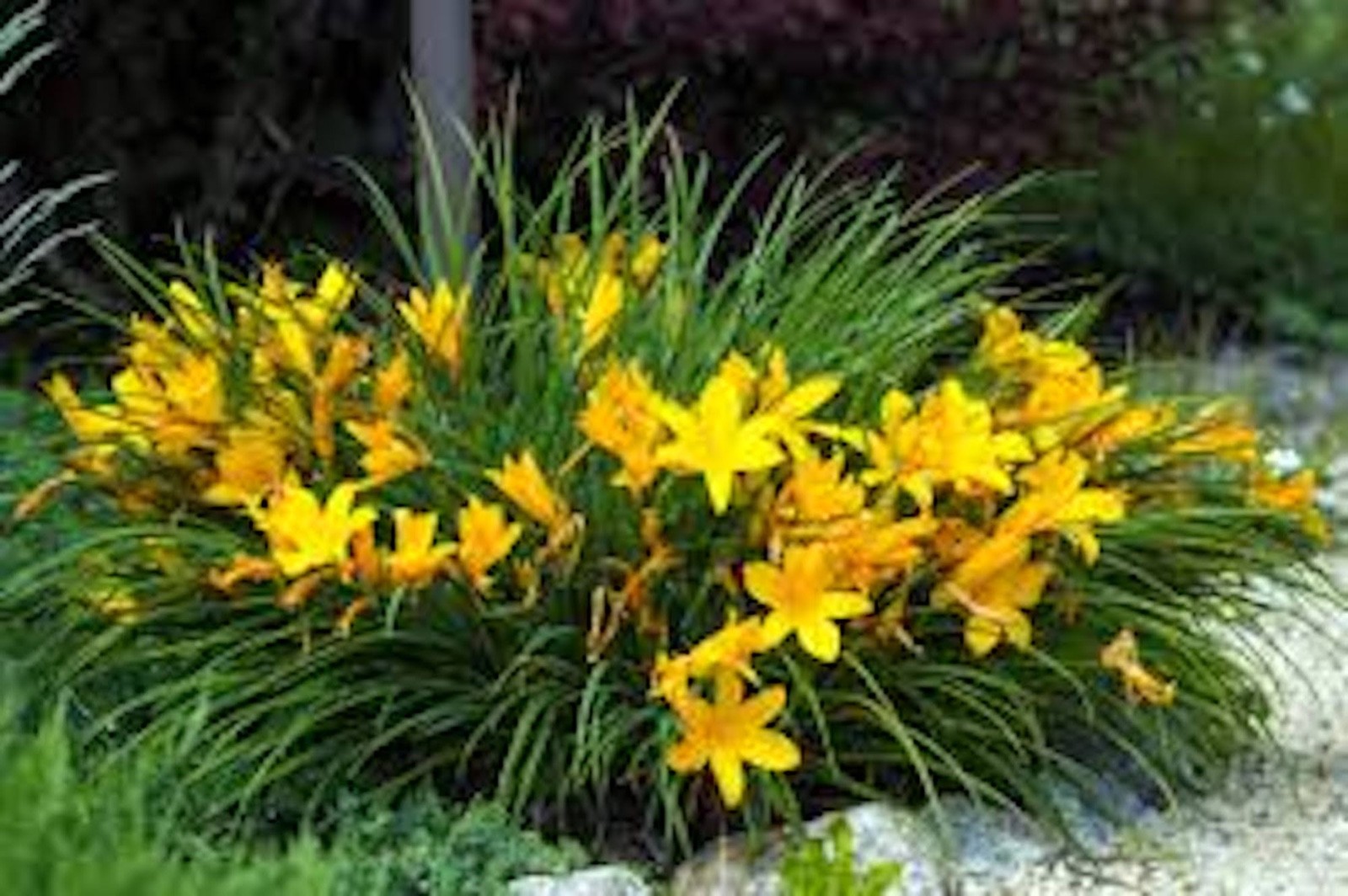 10 Stella de Oro Daylily Hemerocallis Golden Yellow Daylily Bare root