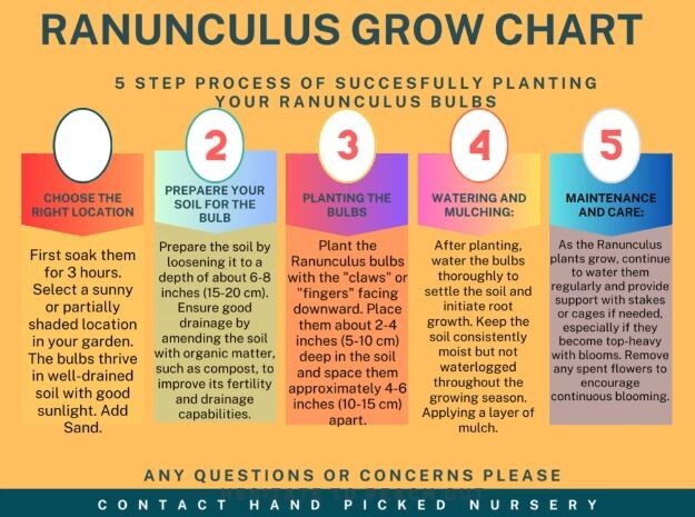 25 RANUNCULUS YELLOW SHADES BULBS