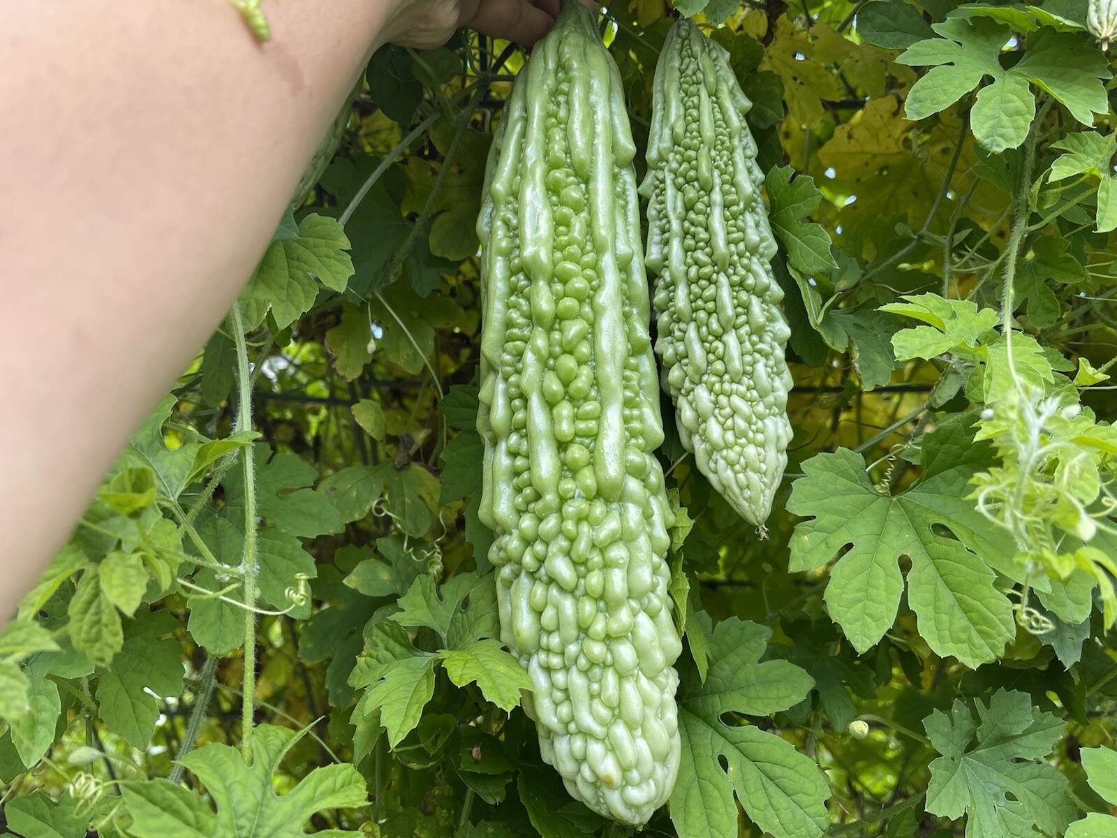 Japanese Futo-Spindle, Organic Bittergourd, Jap Ampalaya Heirloom USA -20+seeds