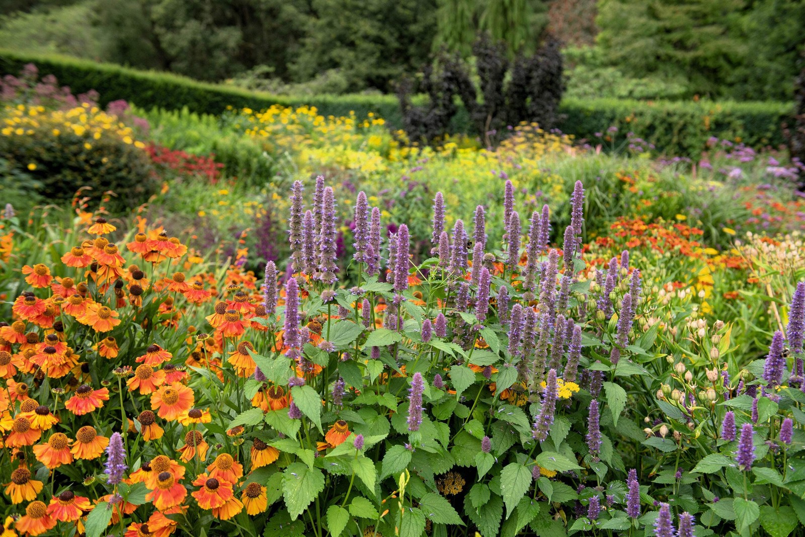 100 HELENIUM AUTUMN LEAVES Mix Helenium Autumnale Sneezeweed Flower Seeds