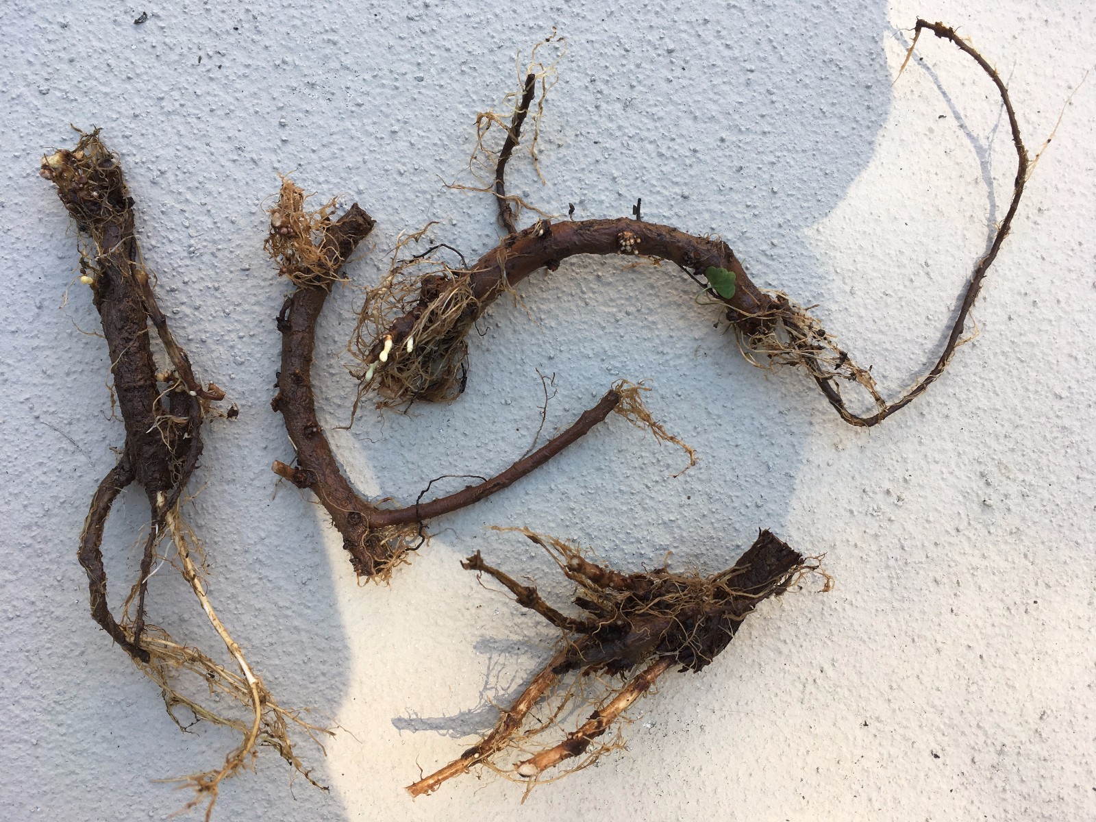 Start This Year’s Crop Today. 12 Organic Cascade Hop Rhizomes, $60.00