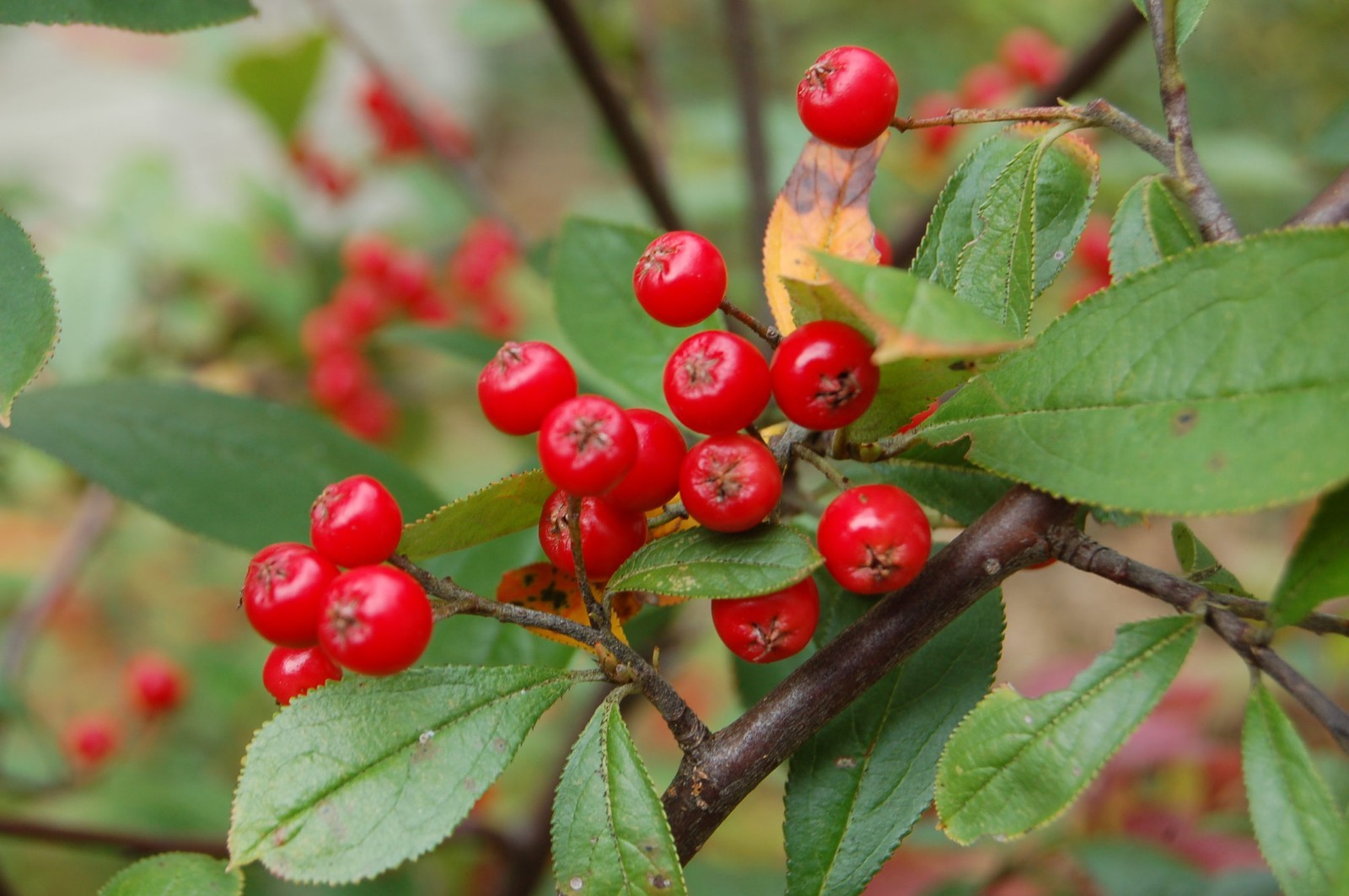 30 seeds Aronia Red Chokeberry Free Shipping & Tracking