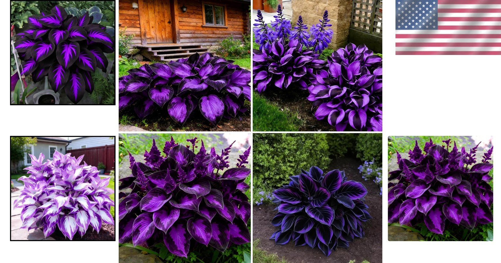 Diverse Rare Hosta Seeds for Planting – 200+pcs Fragrant Perennials for Shade