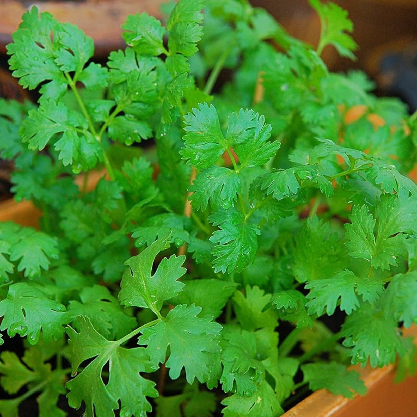 Cilantro Seeds – 1000 Seeds – Non-GMO Heirloom Coriander for Herb Gardens, Pots