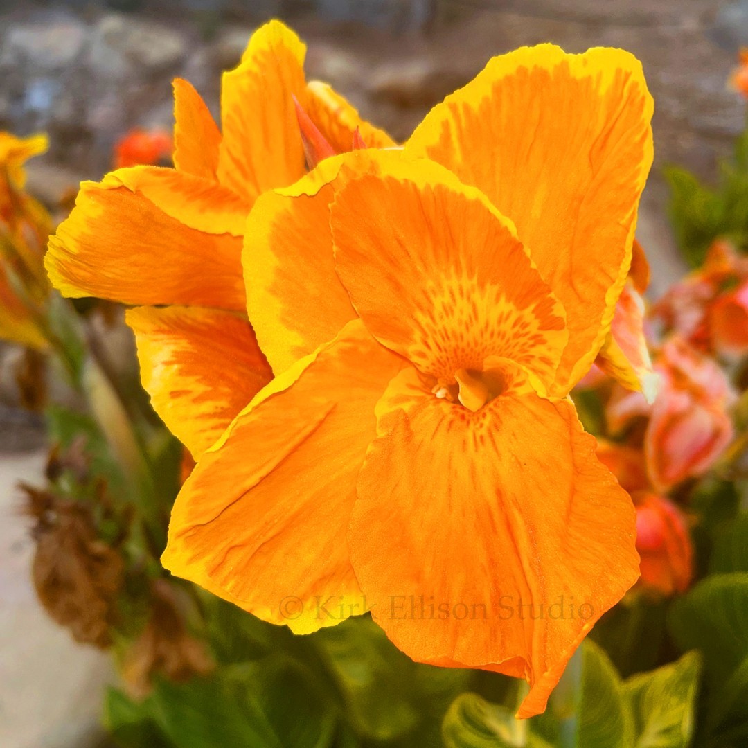 Canna Lily (1) Rhizome “BENGAL TIGER” a.k.a. “PRETORIA” Variegated Foliage!