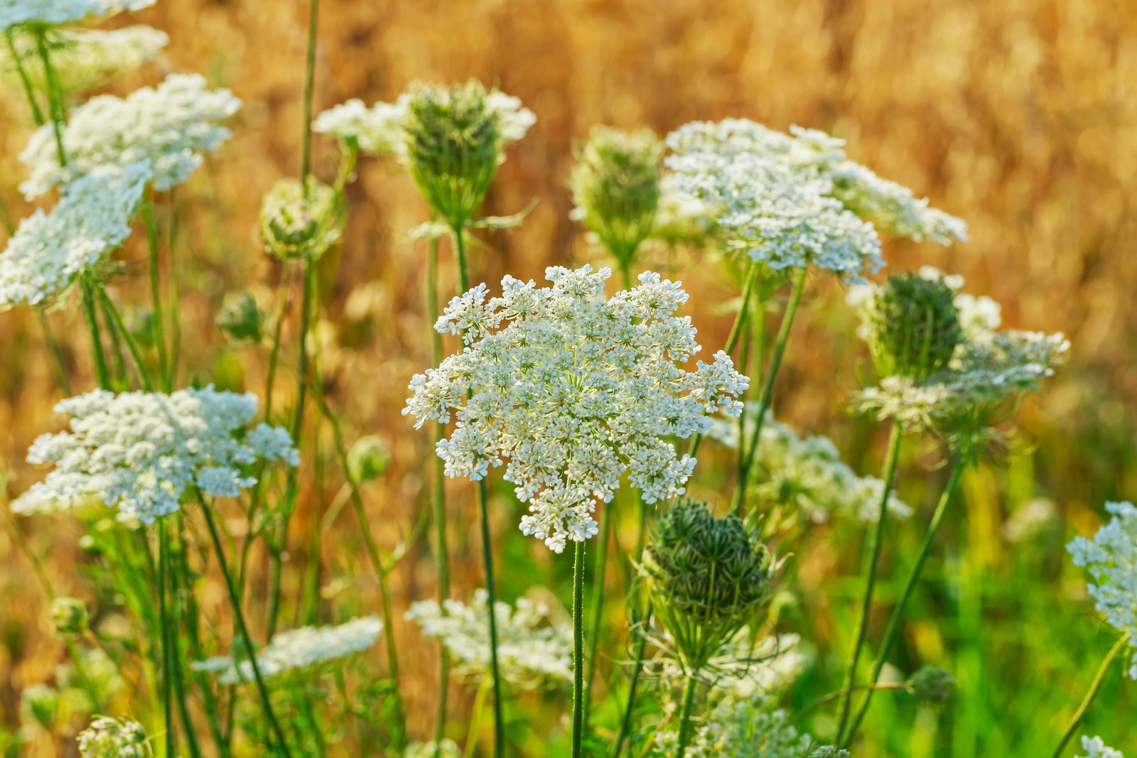 Caraway Seeds for Growing, Non-GMO, With Tracking, Culinary Herb Seeds, Urban
