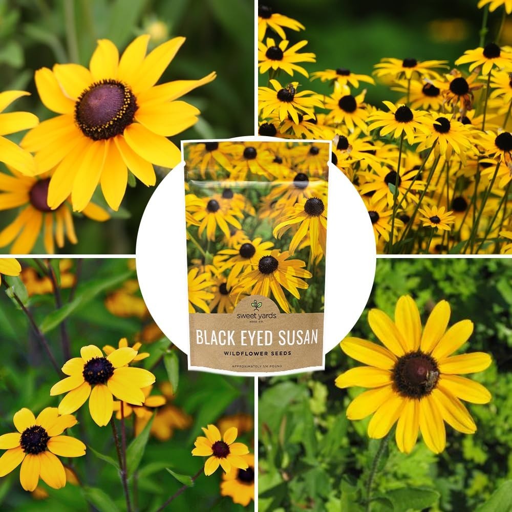 Bulk Black Eyed Susan Seeds – 1/4 lb Non-GMO Wildflower Seeds – 400,000+ Open Po