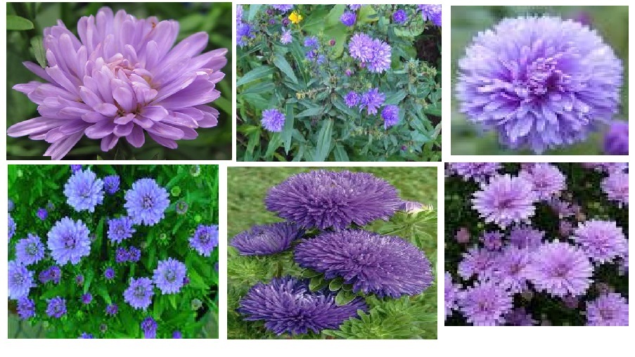 BOGO Purple Aster Hybrid Fall Perennial Flower Over 200 +SEEDS USA Seller