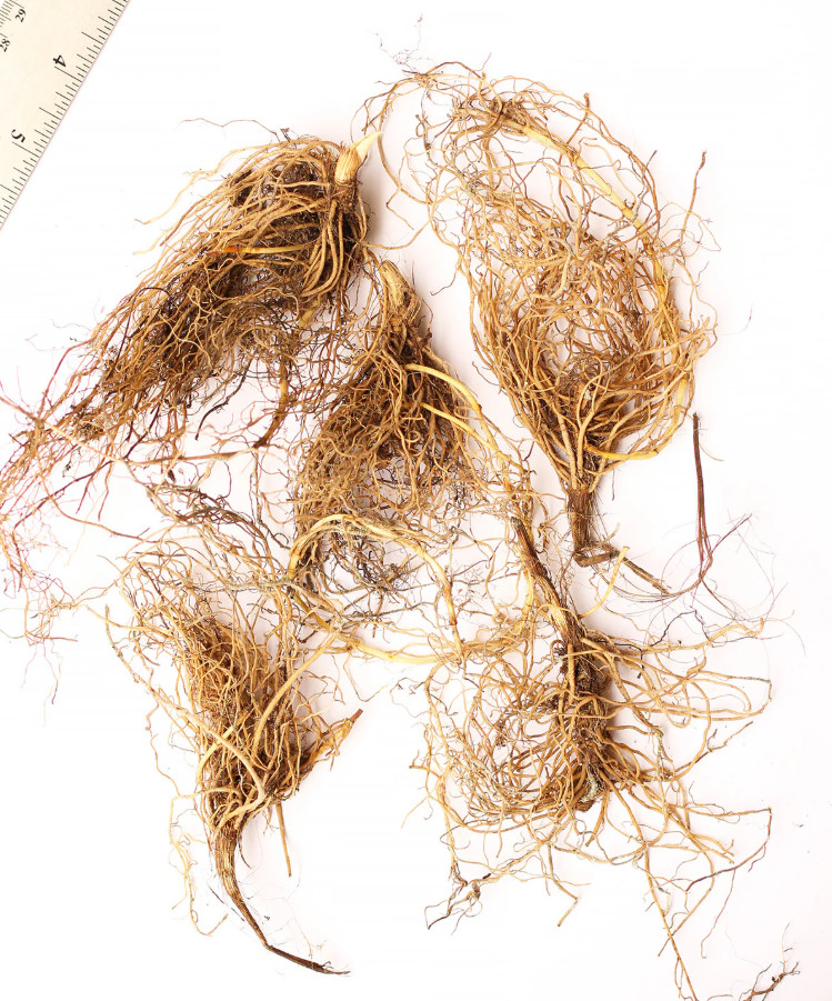 Lily of the Valley – 5 Fresh Roots – Ready for Planting – No Shipping AK, HI, PR