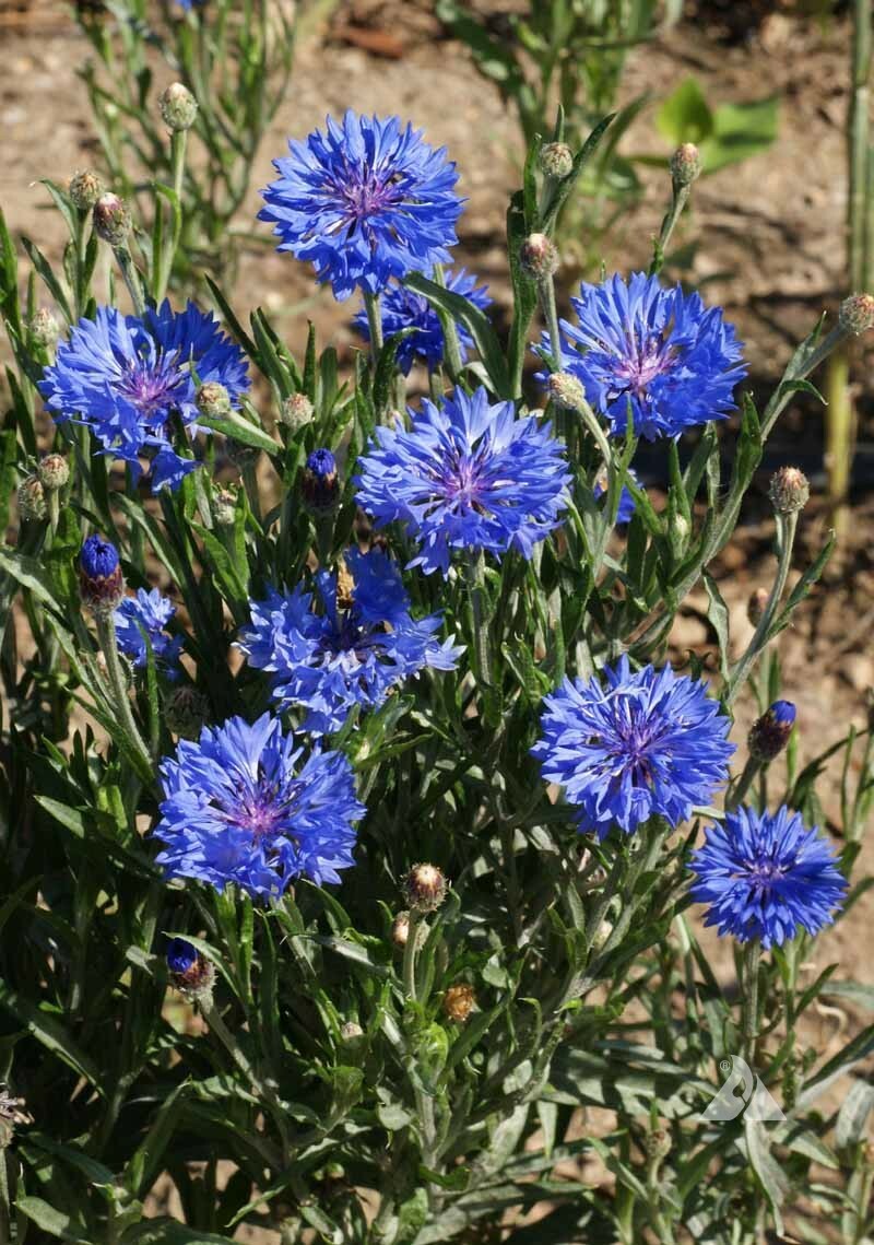 Wildflower Mix LOW GROWING Short Flowers w/ Perennials USA Non-GMO 1000+ Seeds!