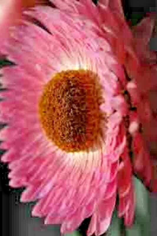 STRAWFLOWER 50 SEEDS SPRING MIX DAISY PERENNIAL RARE DROUGHT HEAT TOLERANT USA