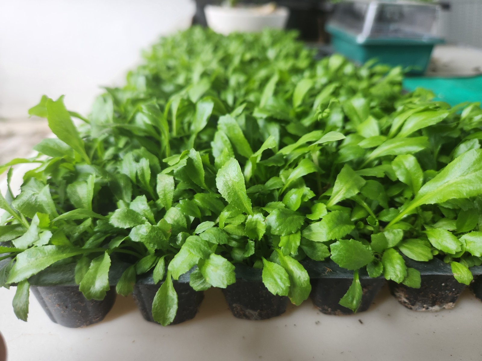 1,000+ Seeds, Recao de Puerto Rico, Culantro, ngo-gai, long coriander, Sofrito